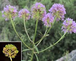 Image result for Iberis umbellata