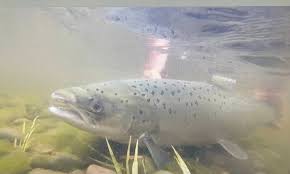 Image result for Reigate & District Angling Association