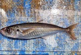 Image result for Trachurus trachurus