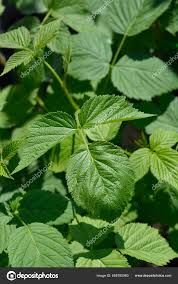 Attēlu rezultāti vaicājumam “Rubus idaeus leaf”