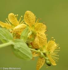 Attēlu rezultāti vaicājumam “Hypericum maculatum”