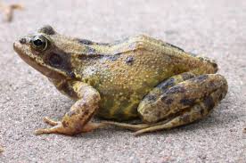 Attēlu rezultāti vaicājumam “Rana temporaria”