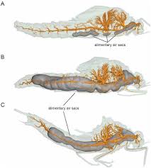 Attēlu rezultāti vaicājumam “Ephemera sp.”