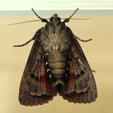 Attēlu rezultāti vaicājumam “Amphipyra pyramidea”