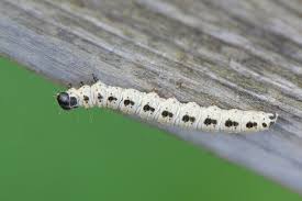 Attēlu rezultāti vaicājumam “Yponomeuta evonymella larva”