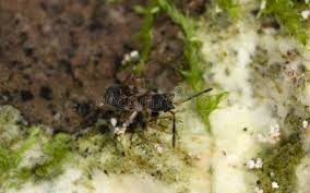 Attēlu rezultāti vaicājumam “Scolopostethus thomsoni”