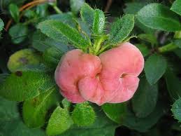 Attēlu rezultāti vaicājumam “Exobasidiales”