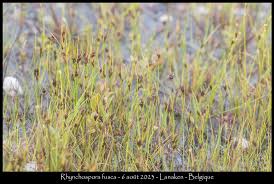 Attēlu rezultāti vaicājumam “Rhynchospora fusca”