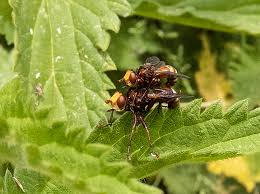 Attēlu rezultāti vaicājumam “Sicus ferrugineus”