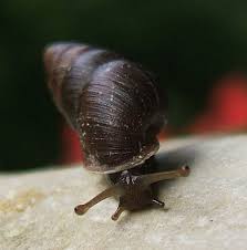 Attēlu rezultāti vaicājumam “Ena montana”