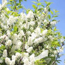 Attēlu rezultāti vaicājumam “Padus avium”