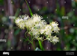 Attēlu rezultāti vaicājumam “Thalictrum lucidum”