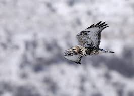 Attēlu rezultāti vaicājumam “Buteo lagopus adult”