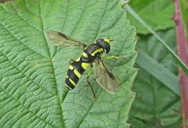 Attēlu rezultāti vaicājumam “Xanthogramma sp.”