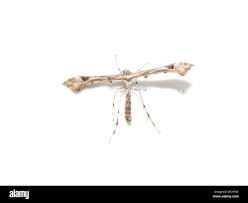 Attēlu rezultāti vaicājumam “Platyptilia tesseradactyla”