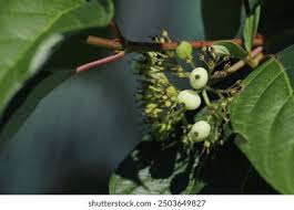 Attēlu rezultāti vaicājumam “Cornus sericea fruit”