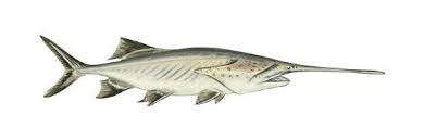 Image result for Polyodon spathula