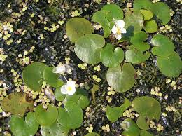 Attēlu rezultāti vaicājumam “Hydrocharis morsus-ranae flower”