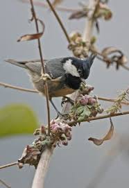 Attēlu rezultāti vaicājumam “Periparus ater adult”