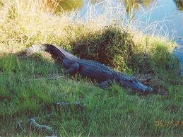 Image result for Alligator mississippiensis
