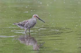 Image result for Calidris himantopus
