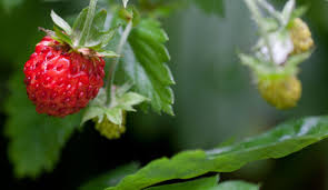 Attēlu rezultāti vaicājumam “Fragaria vesca fruit”