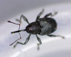 Attēlu rezultāti vaicājumam “Rhynchaenus lonicerae”