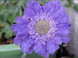 Image result for scabiosa caucasica