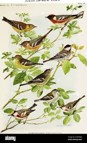 Image result for Dendroica tigrina