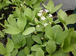 Attēlu rezultāti vaicājumam “Menyanthes trifoliata”