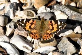 Attēlu rezultāti vaicājumam “Vanessa cardui upperside”
