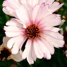 Image result for Coreopsis