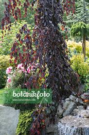 Attēlu rezultāti vaicājumam “Fagus sylvatica fo. purpurea flower”