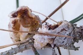 Attēlu rezultāti vaicājumam “Retinia resinella”