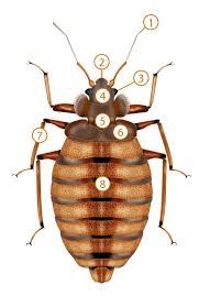 Image result for bed bugs