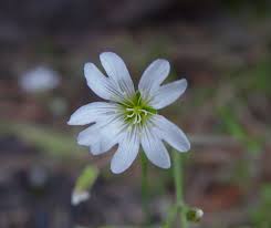 Attēlu rezultāti vaicājumam “Cerastium arvense flower”
