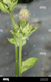Attēlu rezultāti vaicājumam “Cirsium oleraceum leaf”