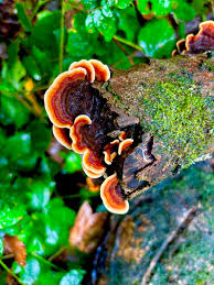 Attēlu rezultāti vaicājumam “Stereum hirsutum”