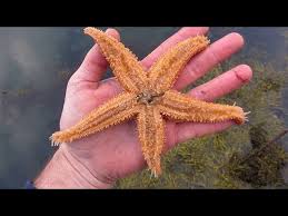 Image result for Asterias rubens