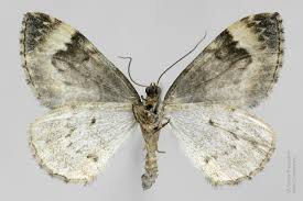 Attēlu rezultāti vaicājumam “Dysstroma truncata”