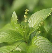 Attēlu rezultāti vaicājumam “Mercurialis perennis flower”