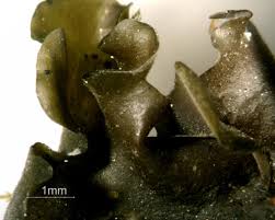 Attēlu rezultāti vaicājumam “Leptogium saturninum”