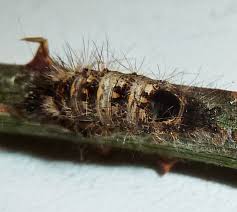 Attēlu rezultāti vaicājumam “Acronicta rumicis larva”