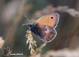 Attēlu rezultāti vaicājumam “Coenonympha hero underside”