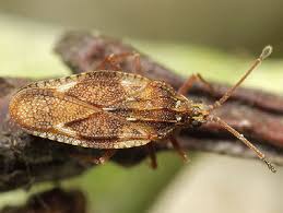 Attēlu rezultāti vaicājumam “Physatocheila smreczynskii”