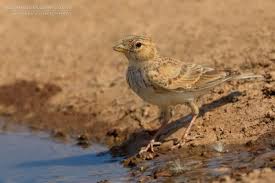 Image result for Calandrella rufescens