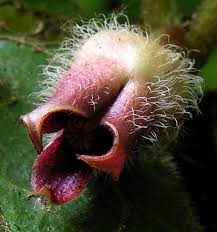 Attēlu rezultāti vaicājumam “Asarum europaeum”