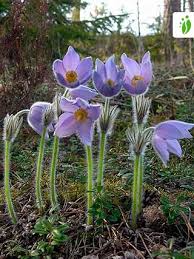 Attēlu rezultāti vaicājumam “Pulsatilla patens”