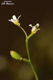 Attēlu rezultāti vaicājumam “Subularia aquatica”