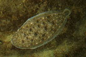 Image result for Solea solea